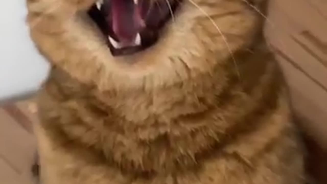 Cat Reactions While Cleaning Up His Messes
