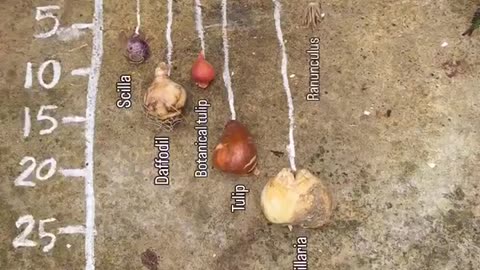 Bulb guide