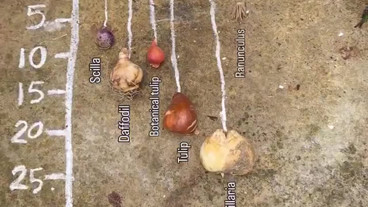 Bulb guide