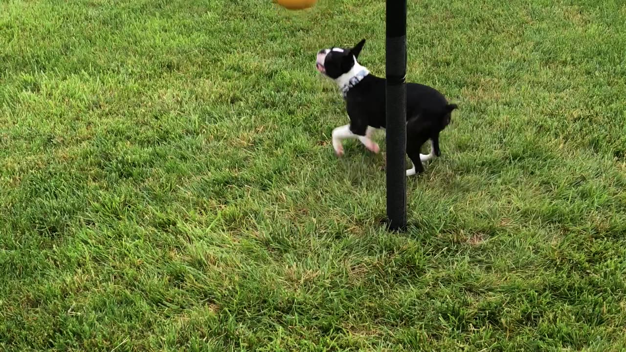 Boston Terrier Loves Playing Tetherball