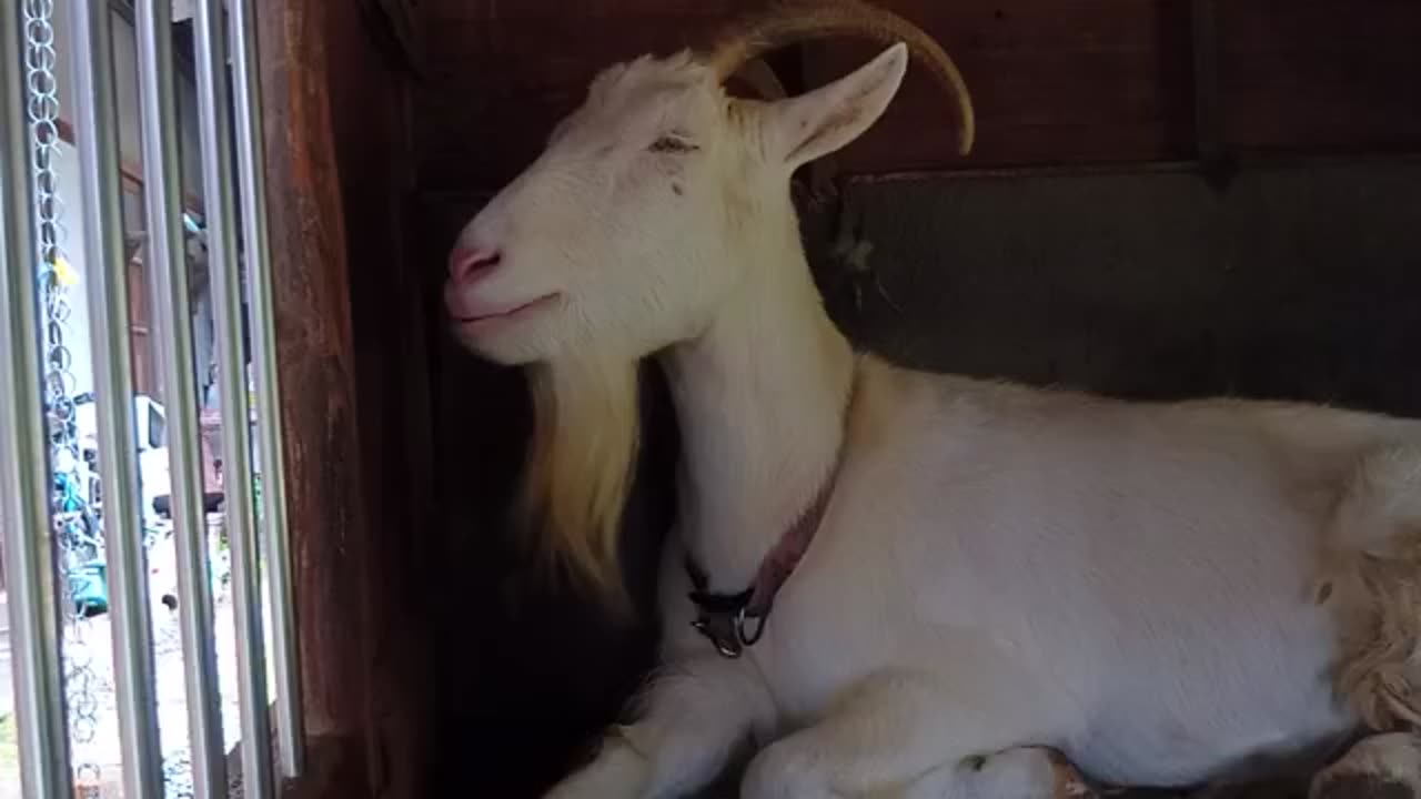 雨の日の山羊小屋にいる山羊さん