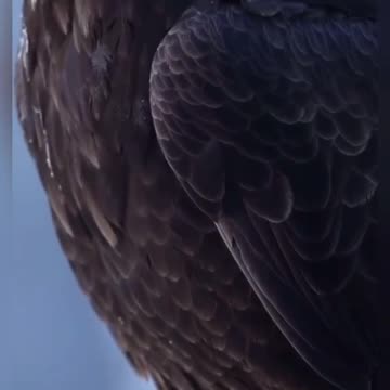 Eagle position #4kvideo