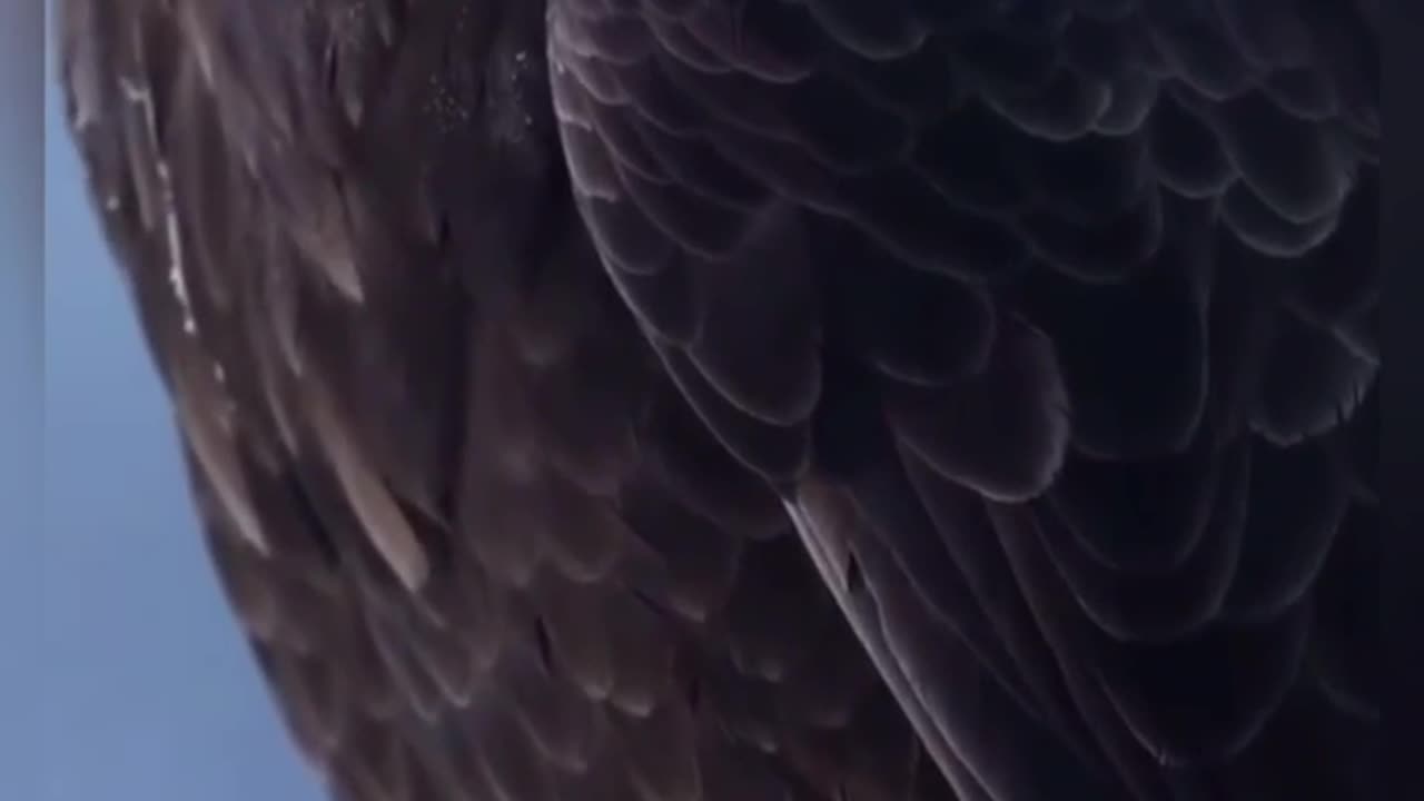 Eagle position #4kvideo