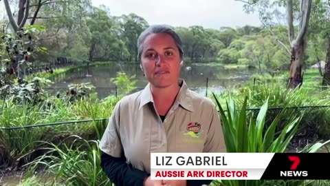 Rescuing endangered animals from floodwaters at Aussie Ark - 7NEWS Australia