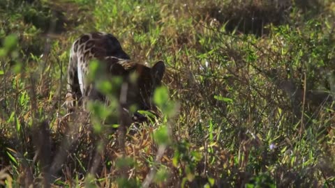 Wild Colombia Fantastic Creatures The Lost Eden | Free Documentary Nature