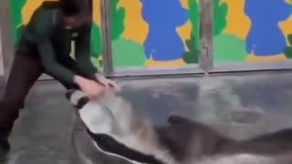 An anteater playing with his caretaker