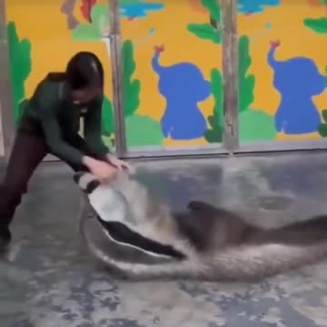 An anteater playing with his caretaker
