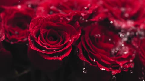 Water Droplets Falling on Red Roses
