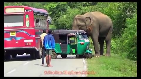 elephant attack