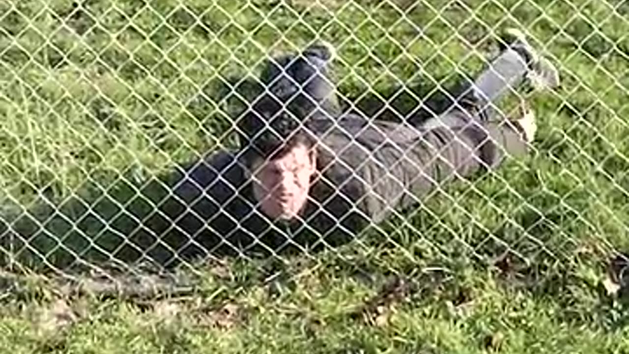 BOYS JUMPING THE FENCE