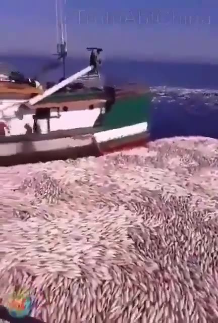 Chinese Using Extremely Damaging Electrocution Fishing Off Coast Of Thailand