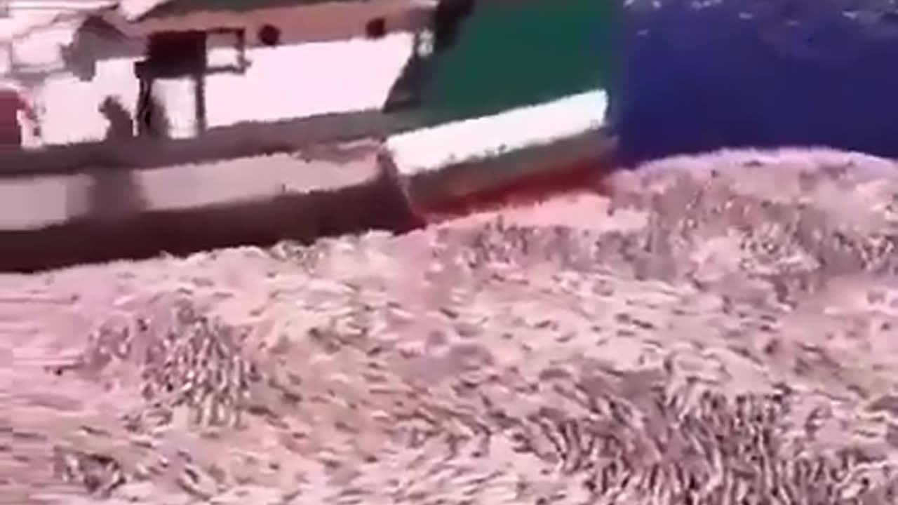 Chinese Using Extremely Damaging Electrocution Fishing Off Coast Of Thailand