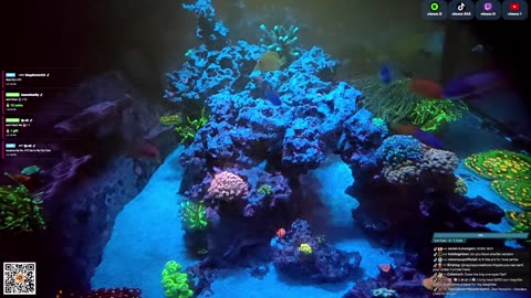24/7 Real Live Reef Stream