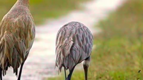 Crane Family Walks Through