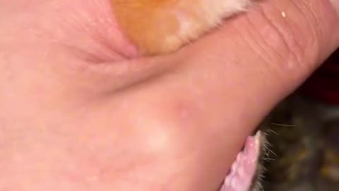 Animal-love?##