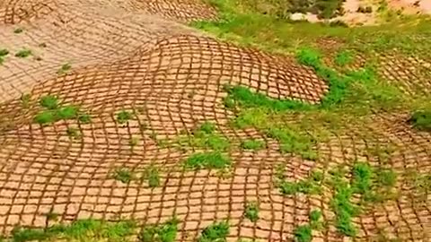 Three generations of fighting desertification in China's Gobi Desert are paying off!