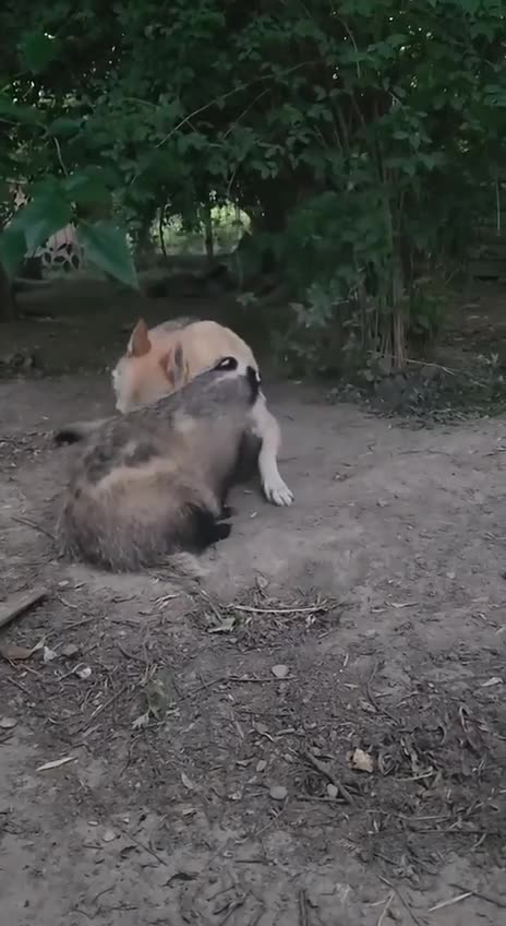 A dog, an otter and a badger wrestling match