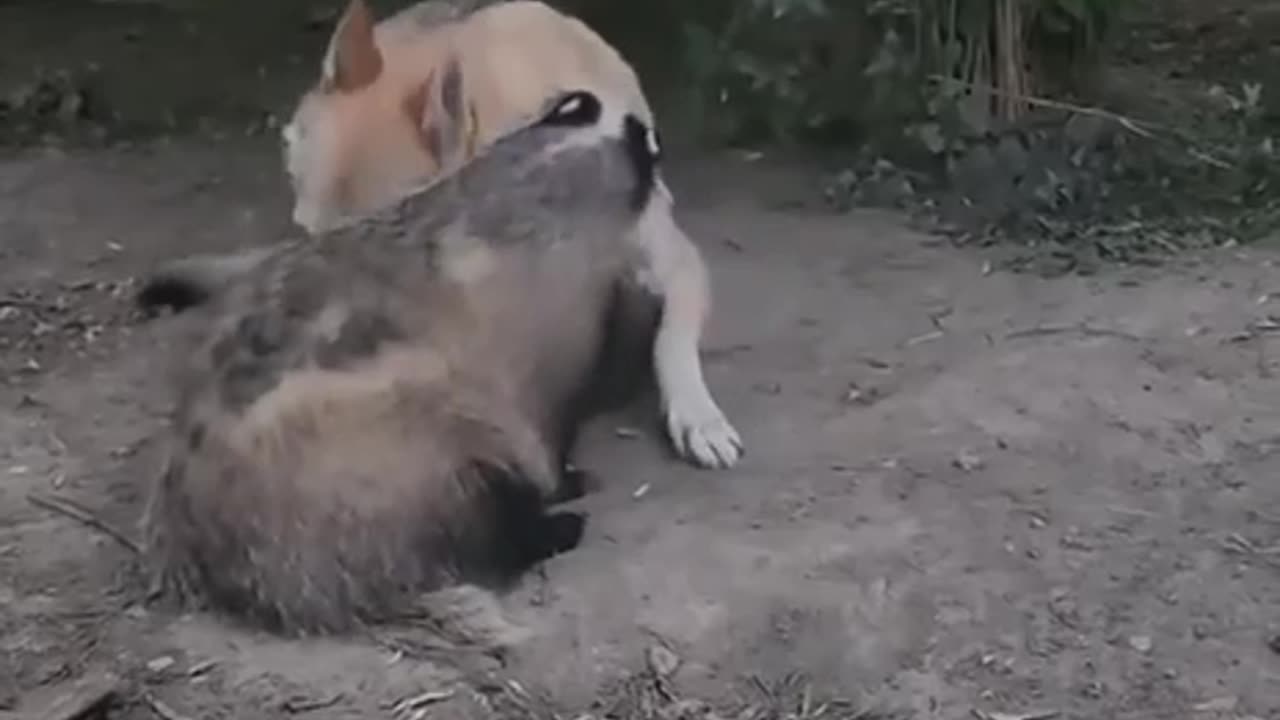 A dog, an otter and a badger wrestling match