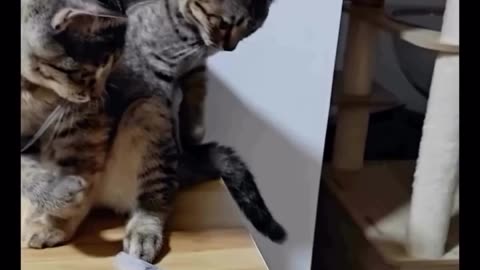 Cute Cats