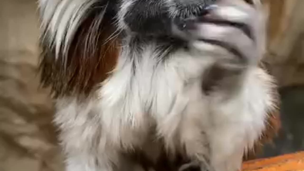Monster monkey πΎπ΅
