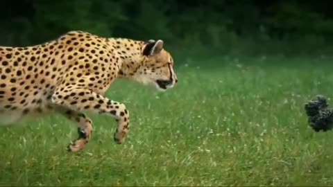 Animation reference: quadruped reference: leopard running