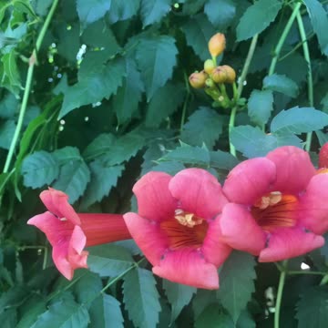 Wild flowers series: romance and passion