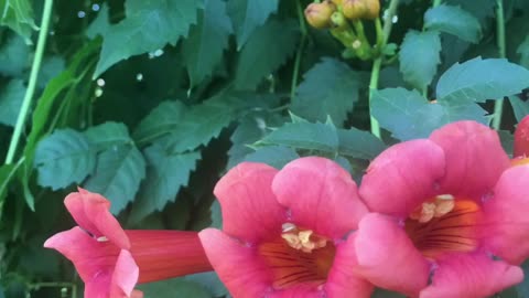 Wild flowers series: romance and passion