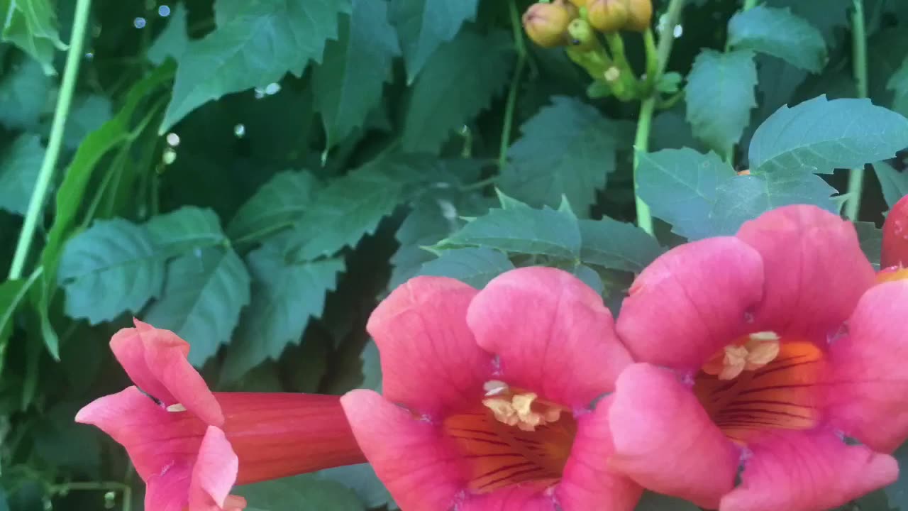 Wild flowers series: romance and passion