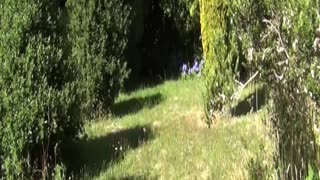 field