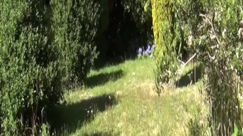 field