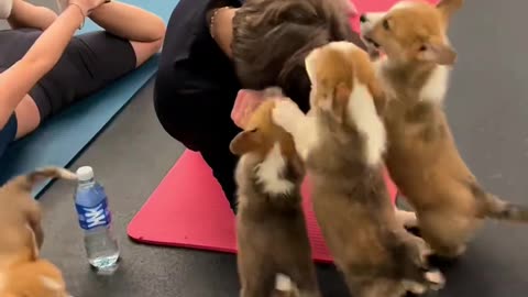 This Gym has some cute puppy.