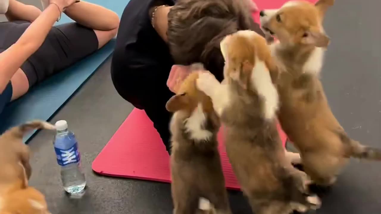 This Gym has some cute puppy.
