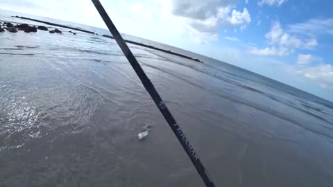 a pesca anche un bel drum fish oltre agli sheepshead pescati tutti con gli shrimp.f270_part10