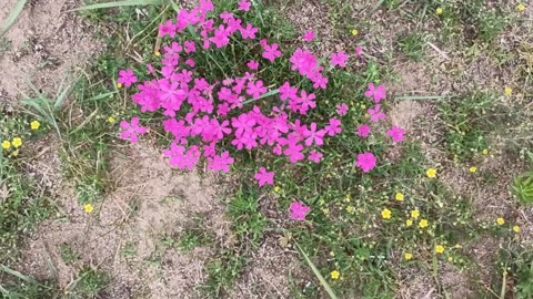 Maiden Pink