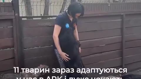 🐾🚑 Ukraine Russia War | Kharkiv Animal Rescue Saves Pets from Kostiantynivka | RCF