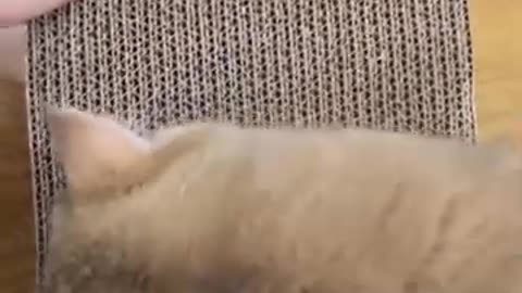 "Angry Cow Destroy Barn"