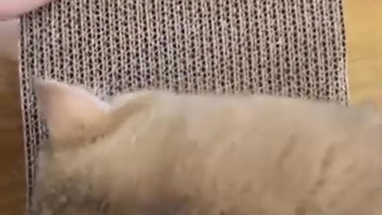 "Angry Cow Destroy Barn"