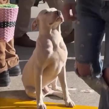 Dog enjoying the sun.. 😊