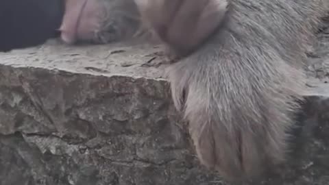 "This Monkey is Definitely Judging You 😑🐒"