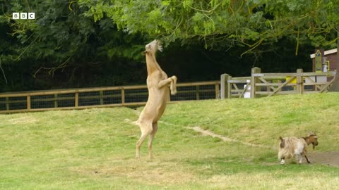 ‎Surprisingly Clever Cows & Mischievous Goats | Secret Life of Farm Animals | BBC Earth