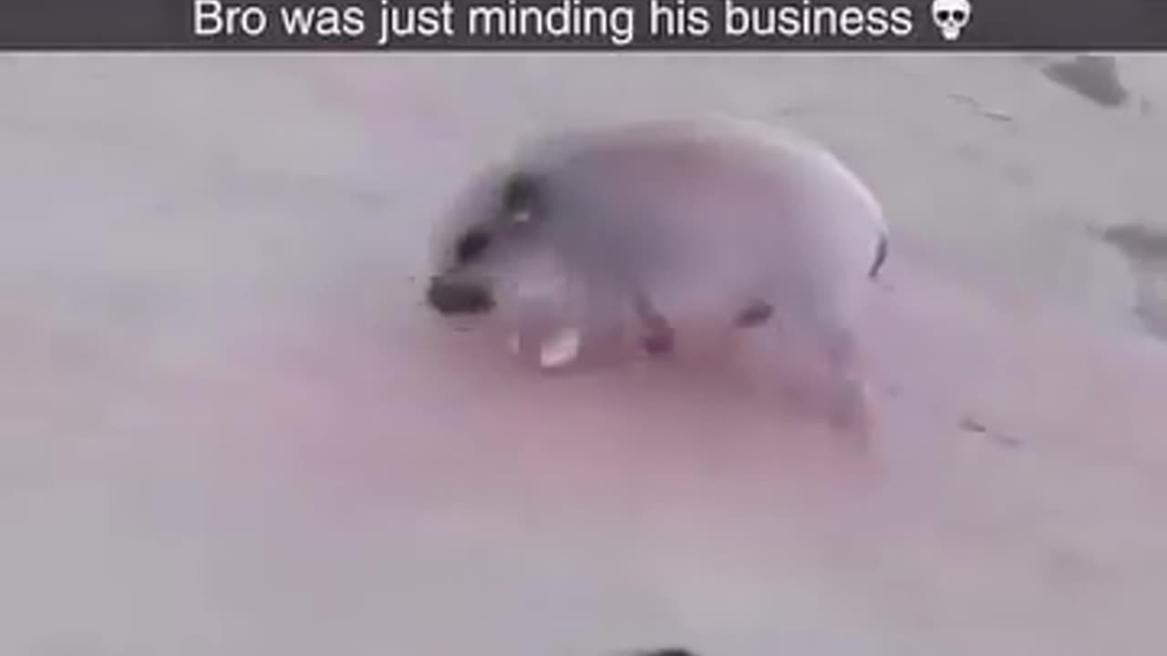 🤣🎉 Get Rotated! Epic Animal Fails | FunFM
