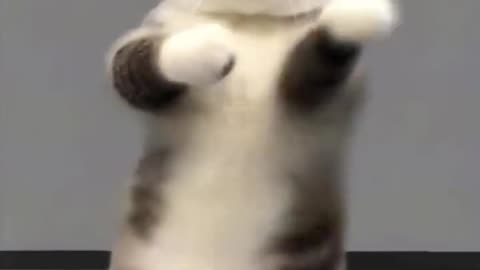 Cute cat dance 💃
