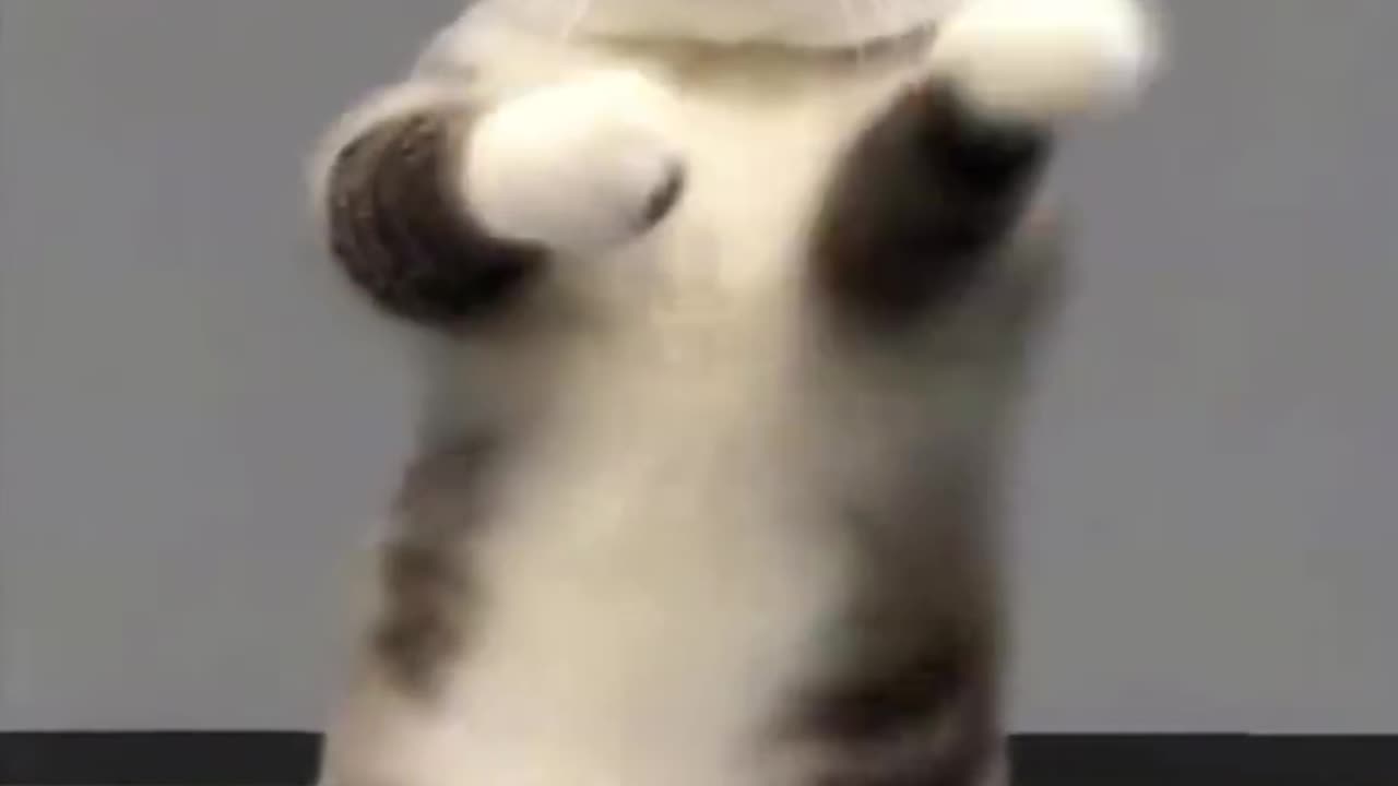 Cute cat dance 💃