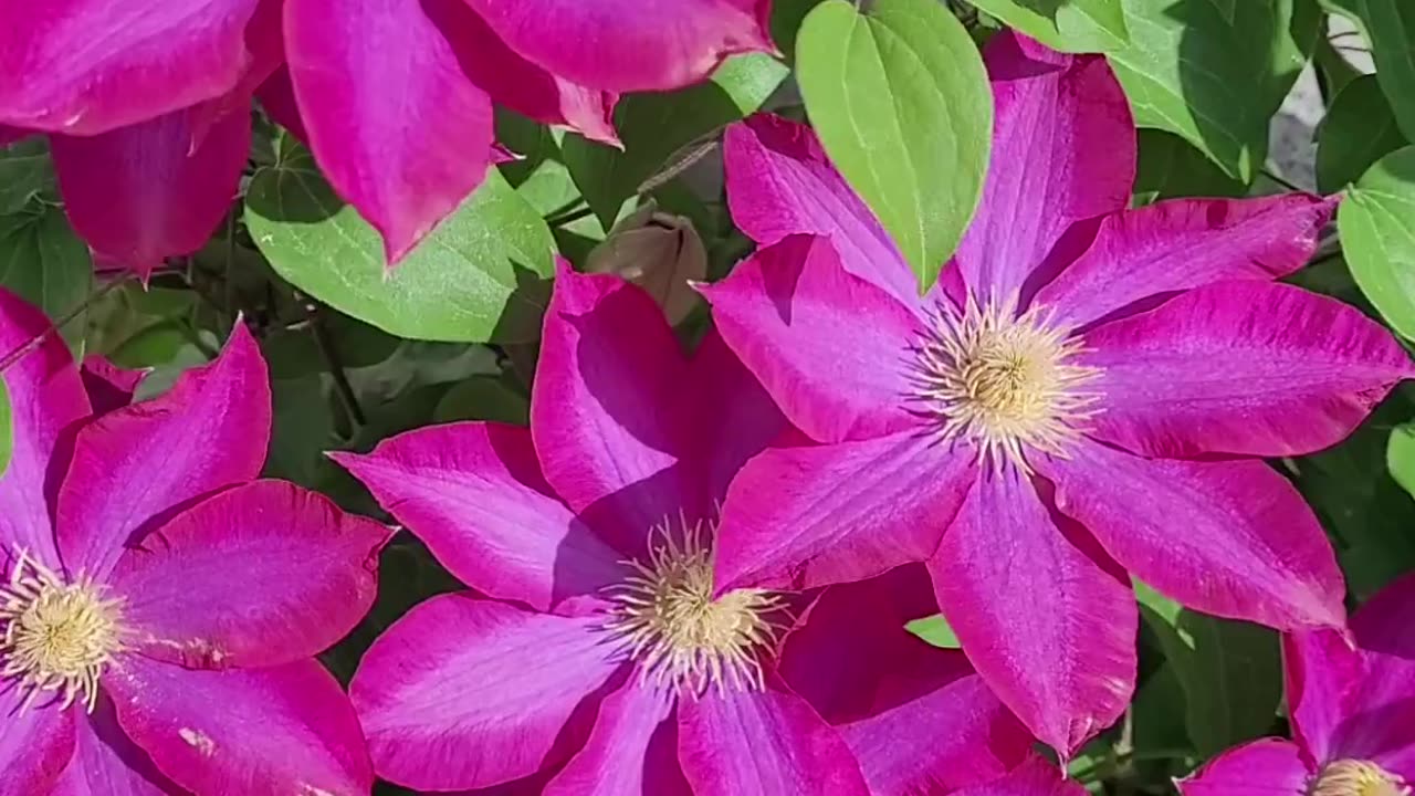 Our Clematis is Looking Great This Year