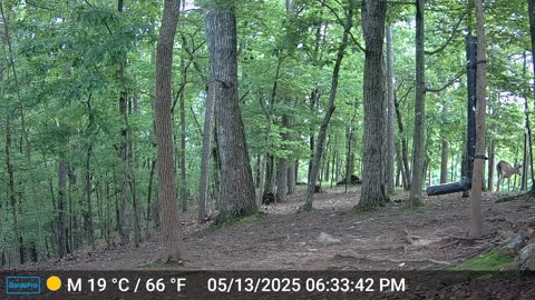 The Woods – 05/14/2025