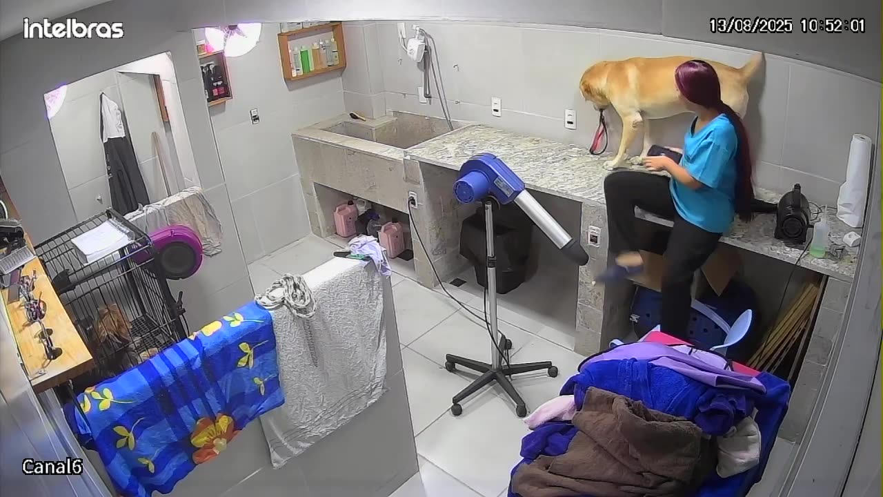 Dog Client Gets Too Friendly With Staff