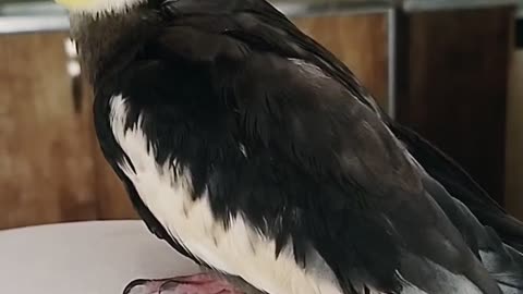 Happy bird