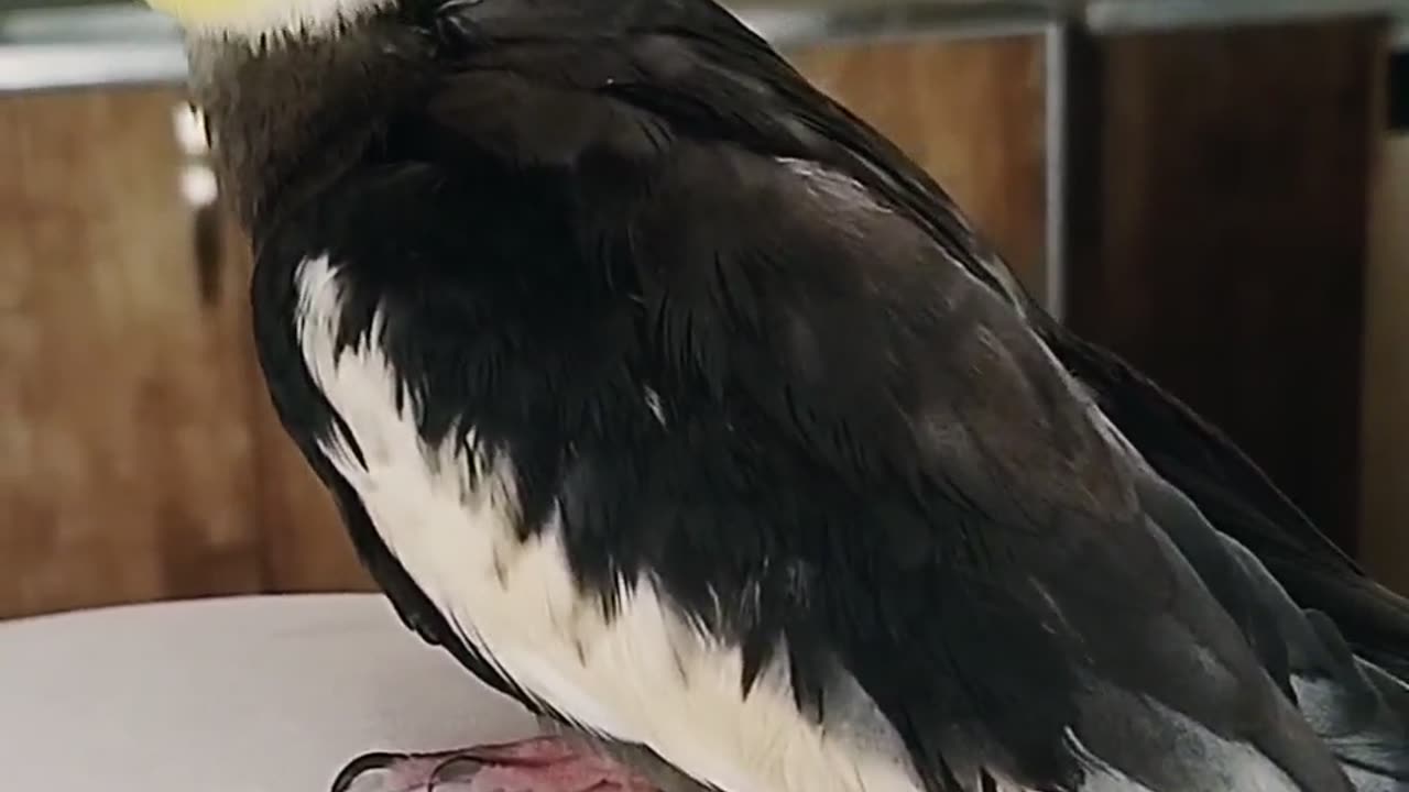 Happy bird