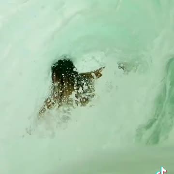 Skimboarding looks wild (via:@ambertorrealba)