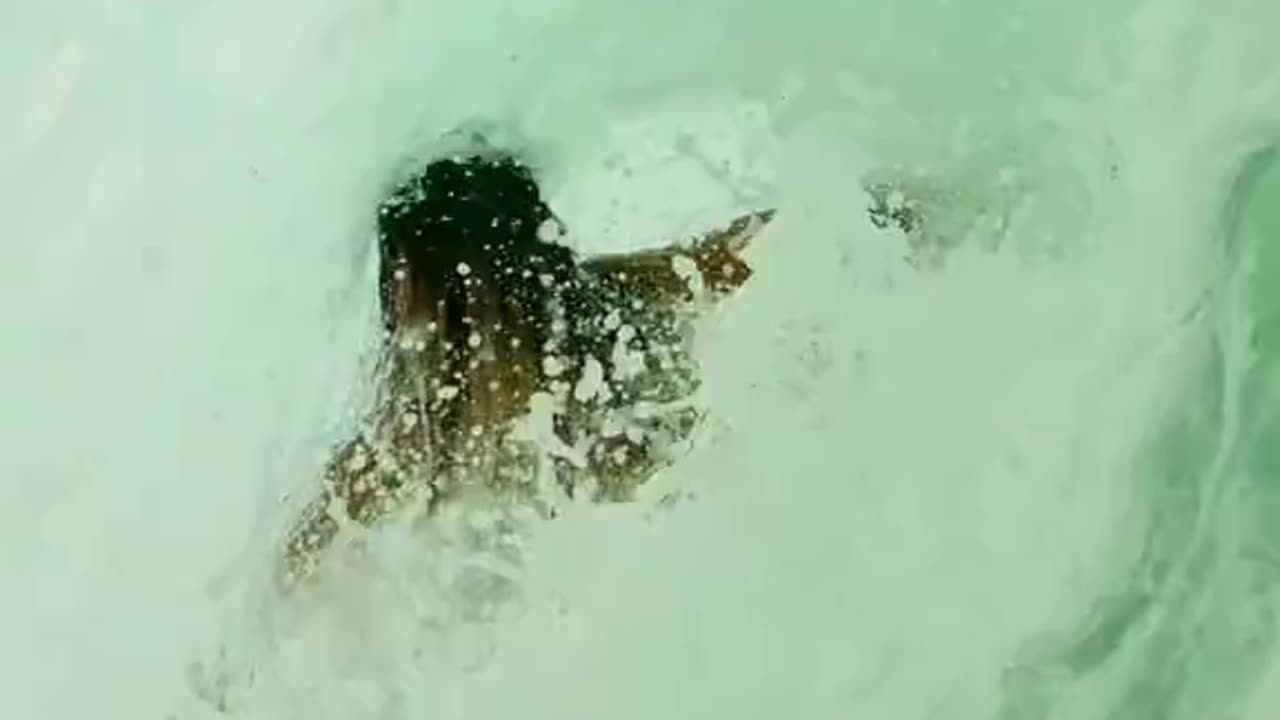 Skimboarding looks wild (via:@ambertorrealba)